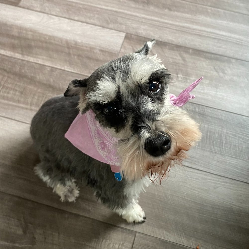 Meet your Posher, Cristina